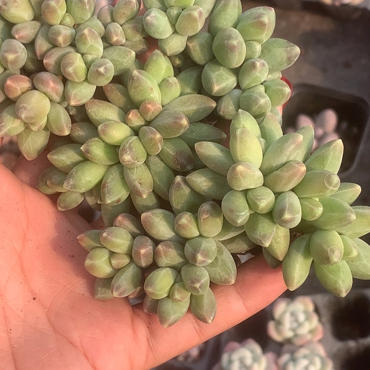 千代田群5颗。（满9.99包邮不满9.99发叶子）