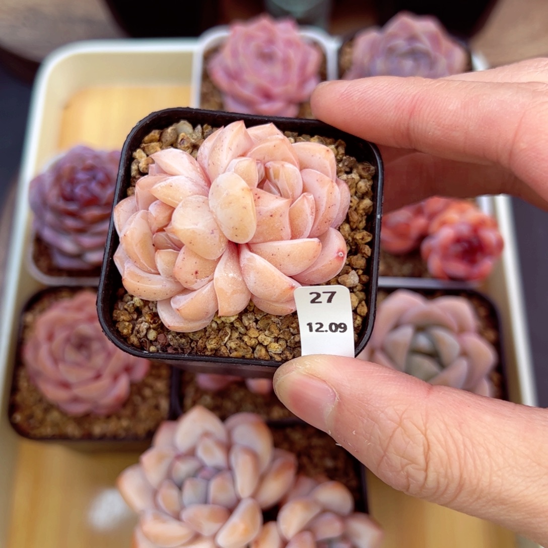 好好看27、哈哈哈哈哈