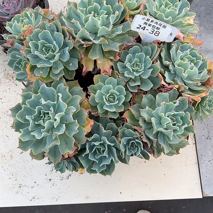 2***5多肉植物组合盆栽24-38