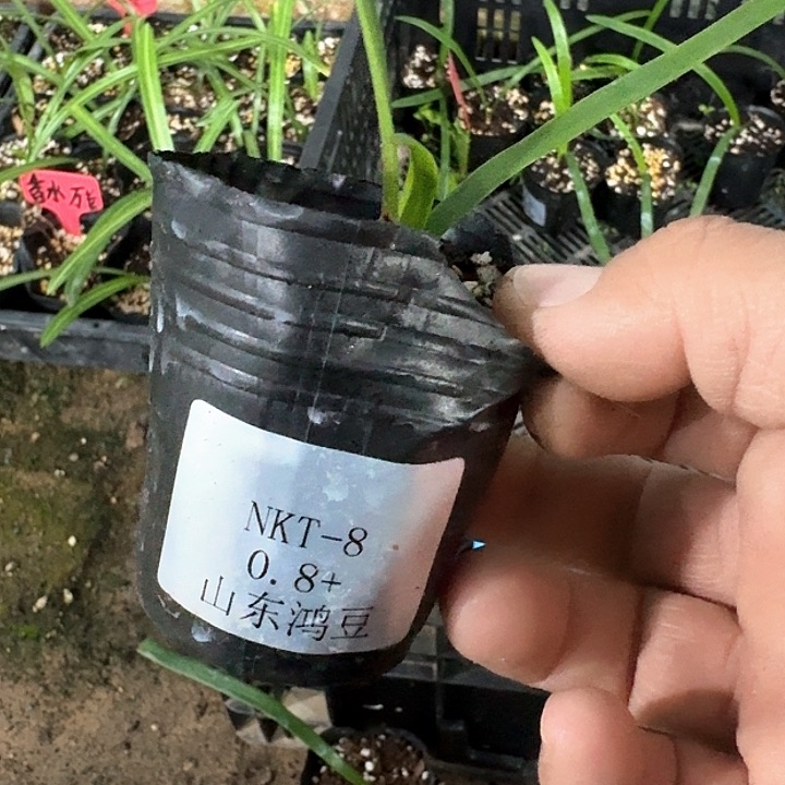 当前无花朵，栽培后可花朵Y**inkt8