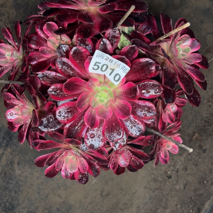 5010婚纱多肉植物