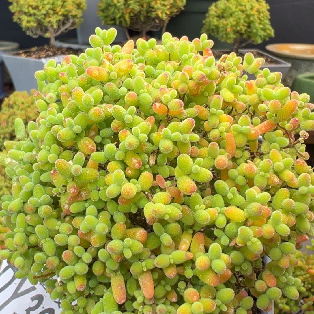 dy3669老桩蜜橘糖球冠幅8.5cm