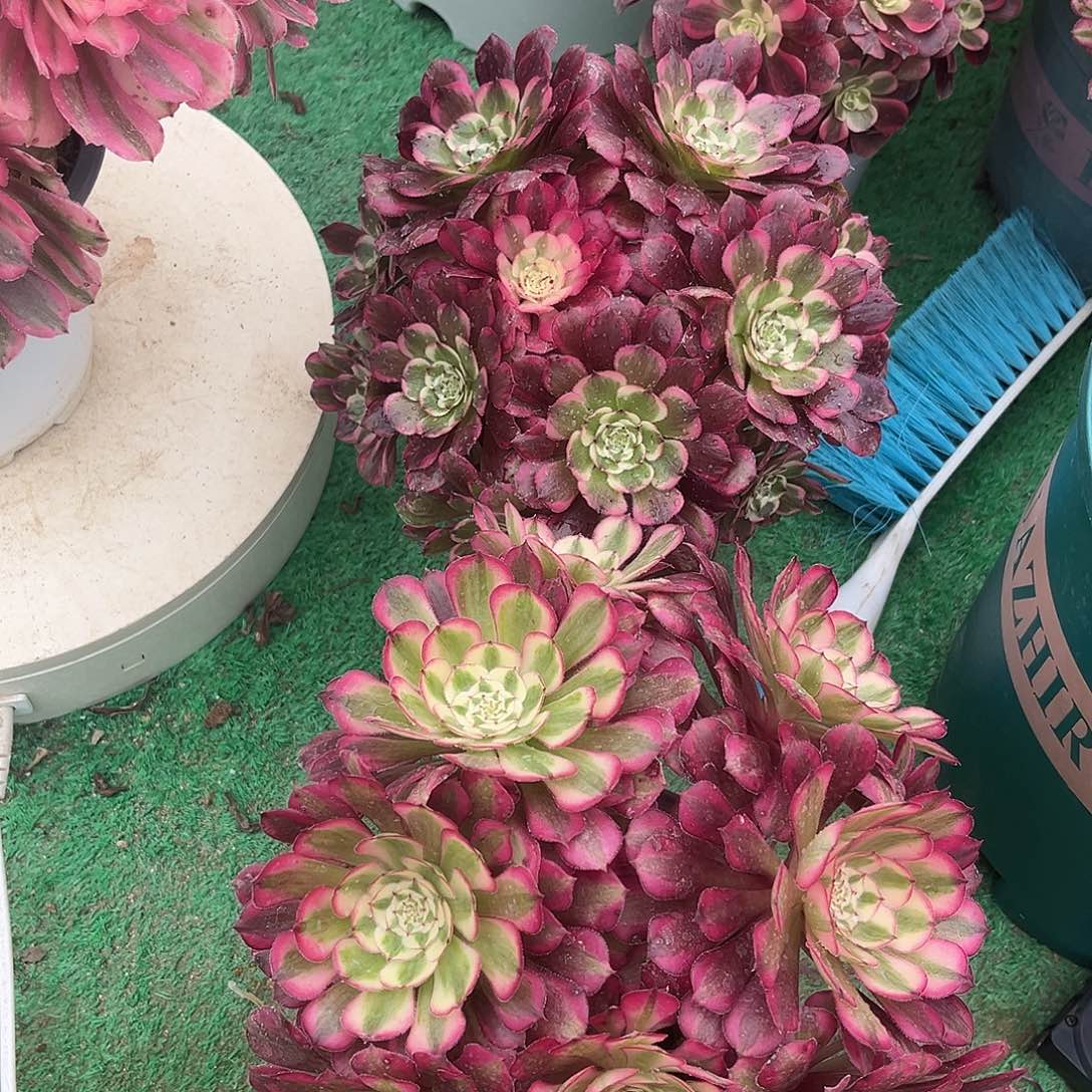 无花朵2颗法师多肉植物漂亮