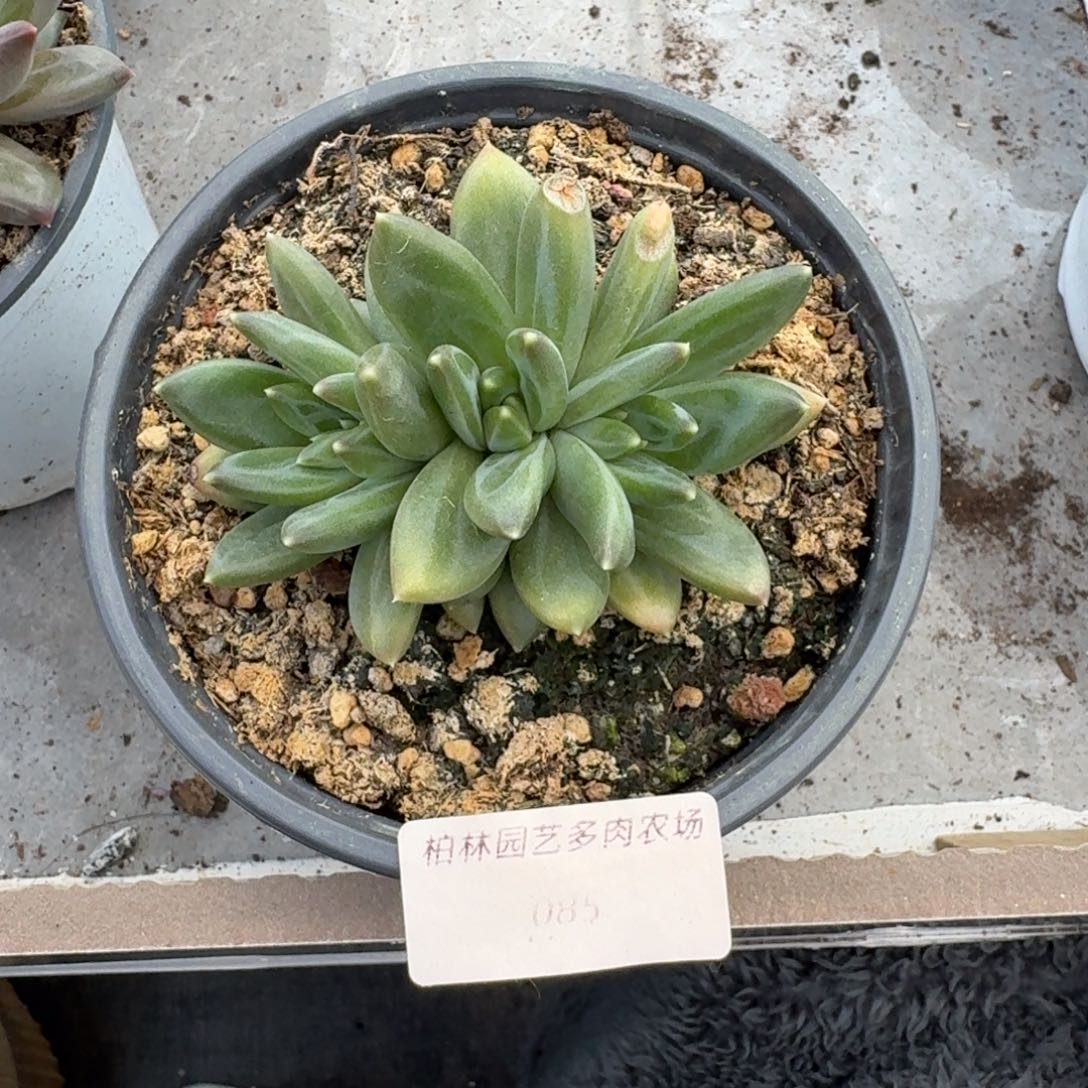 085 美人杂交 一物一拍