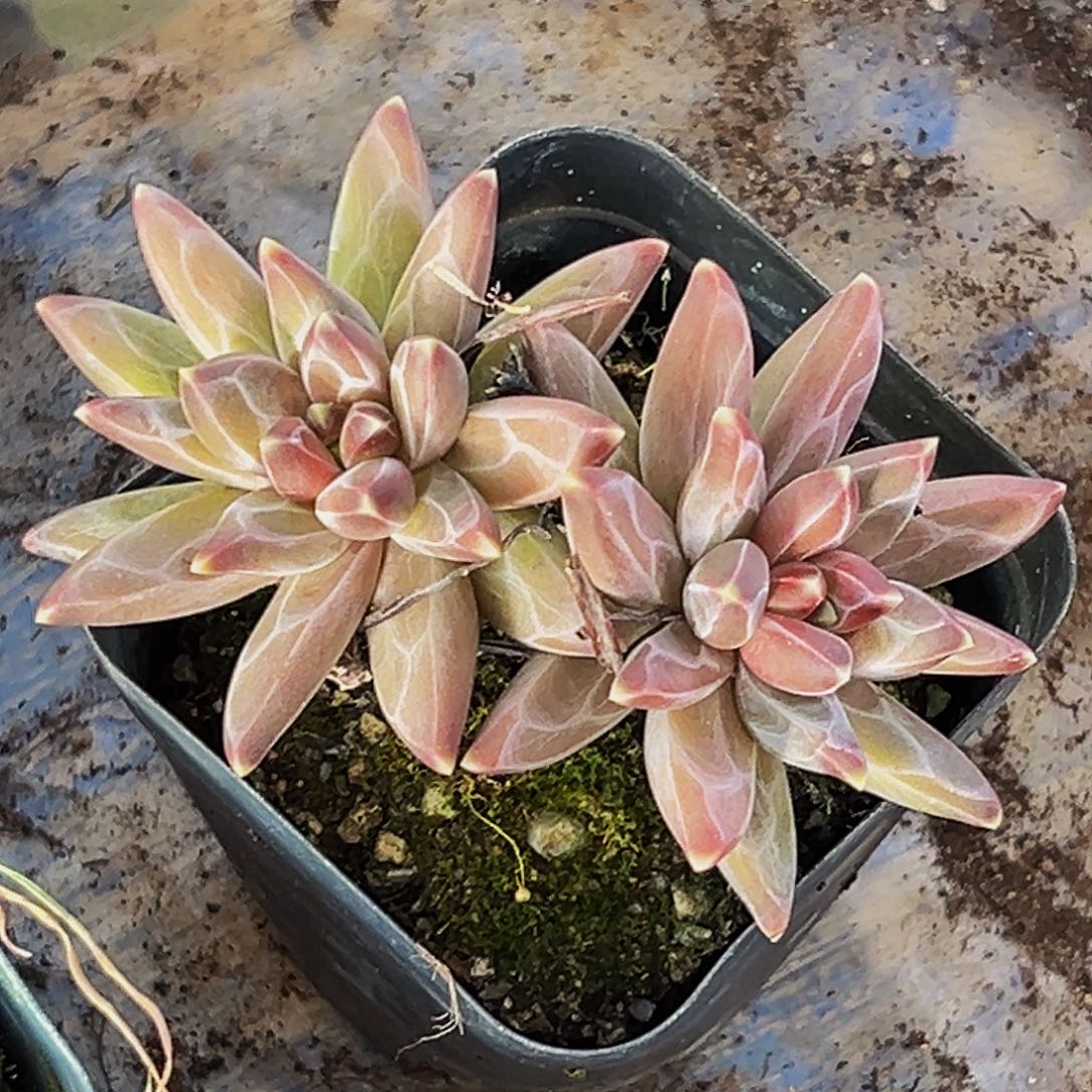 桔云多肉美人精品系列