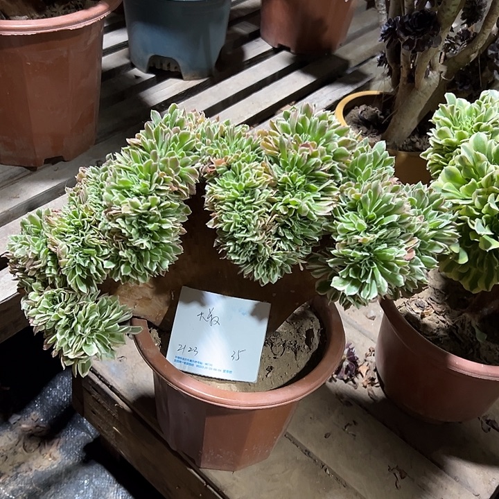 大***叔多肉植物白凤缀化