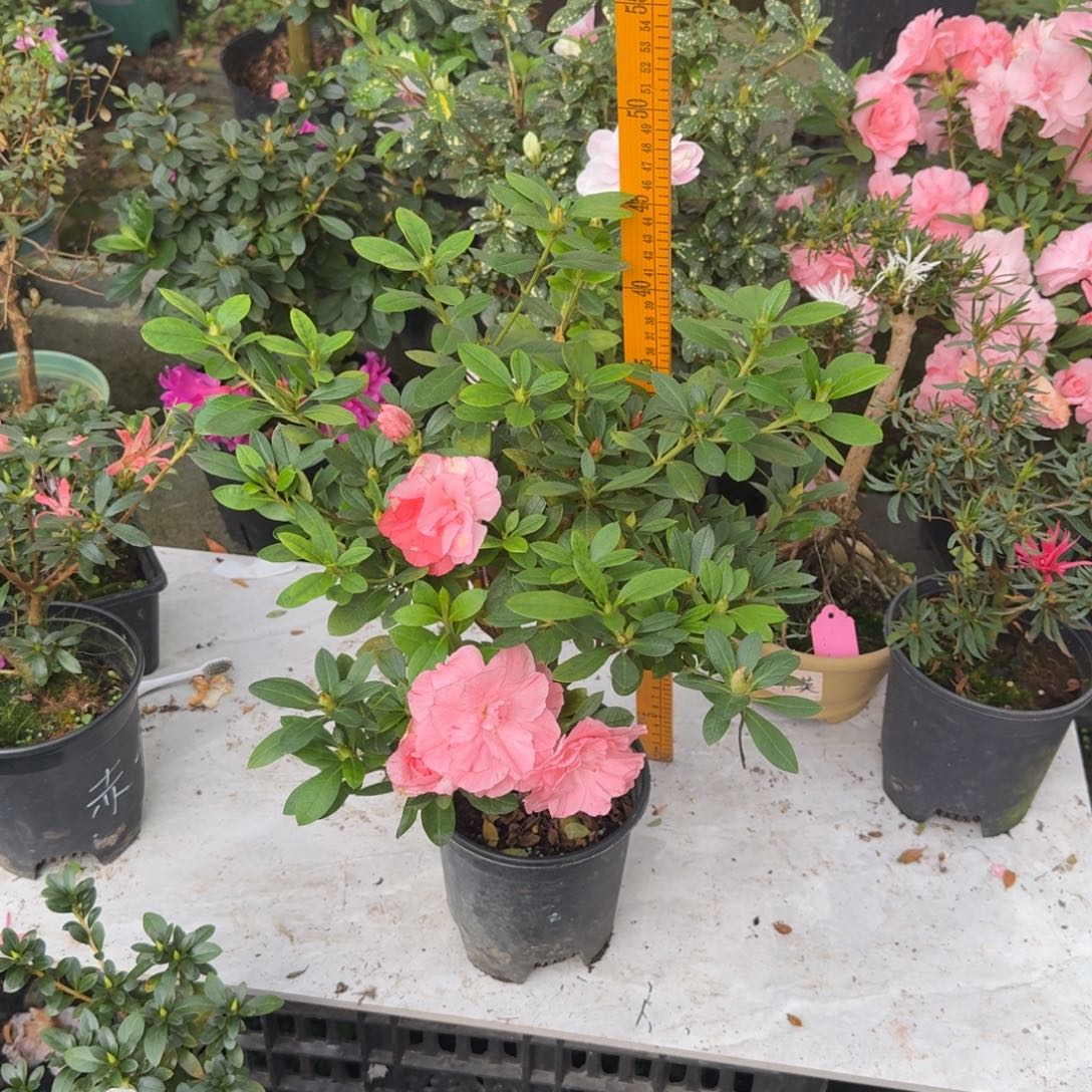 前***、完全开放桃梅锦杜鹃花