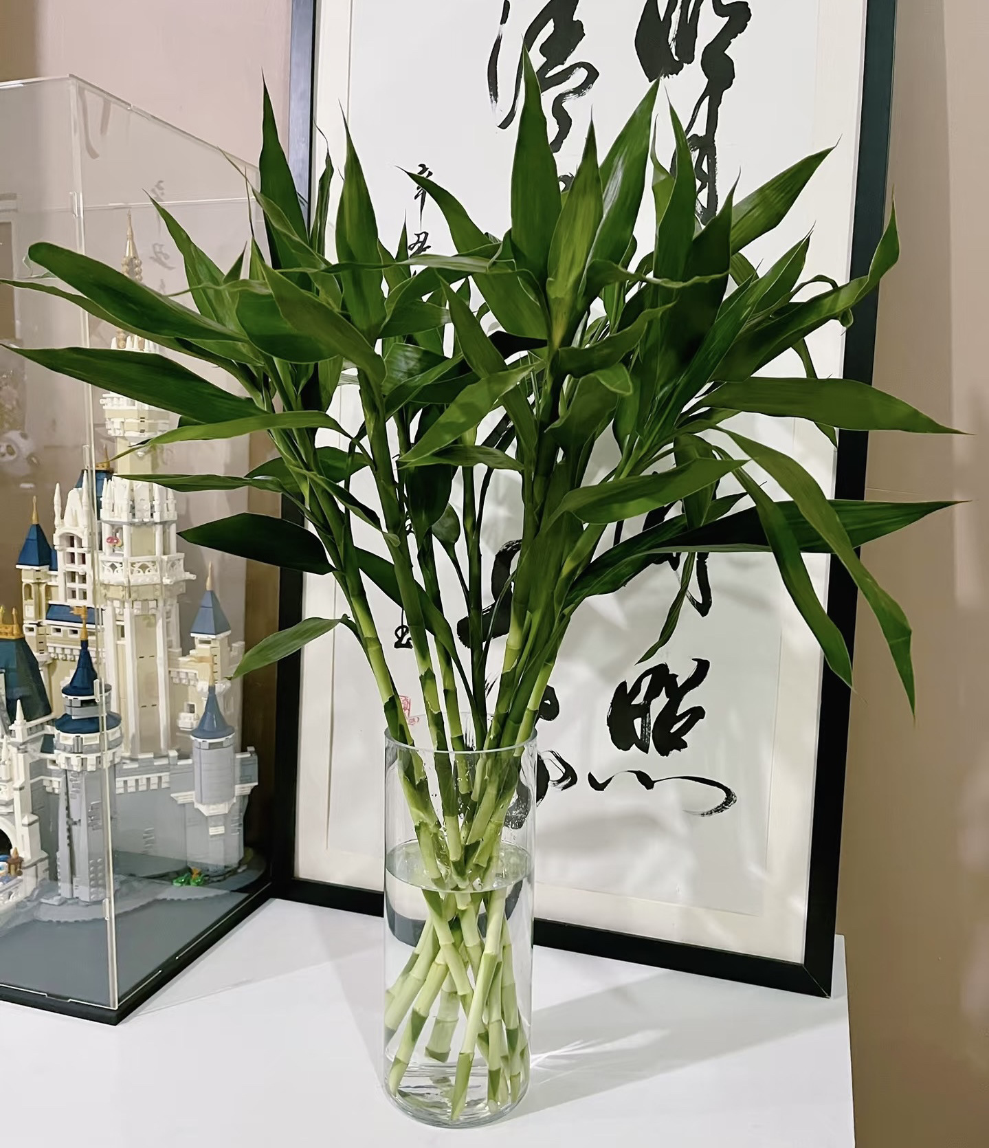 富贵竹20支（70cm）空气净化富贵吉祥（招财带来好运）昆明基地直发