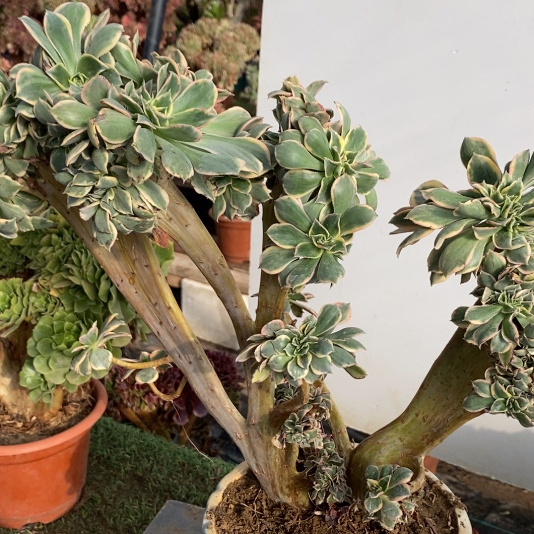 不开花植物1166号灿烂缀化1颗