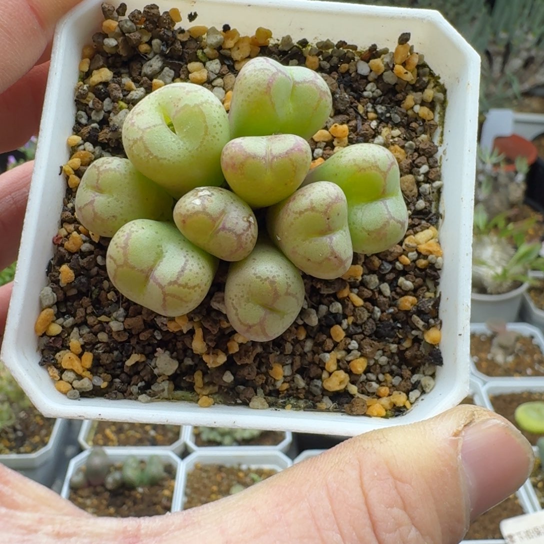 猴脸肉锥多肉。