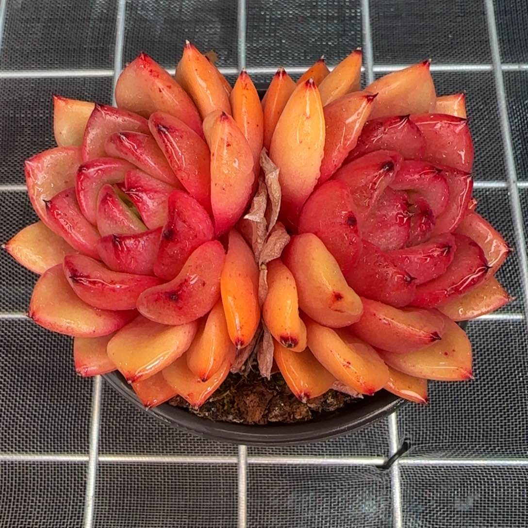 从前慢花园精选多肉韩版水晶珍妮