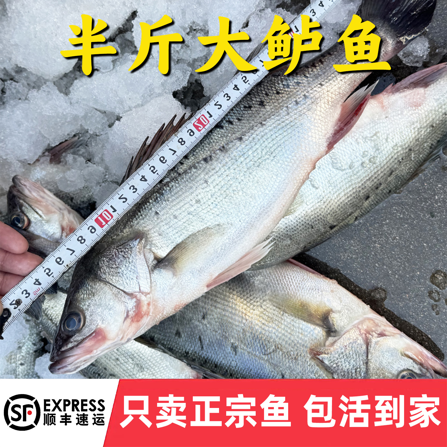 鲈鱼冷水观赏鱼加州鲈鱼淡水养殖食用优鲈三号卢鱼批发