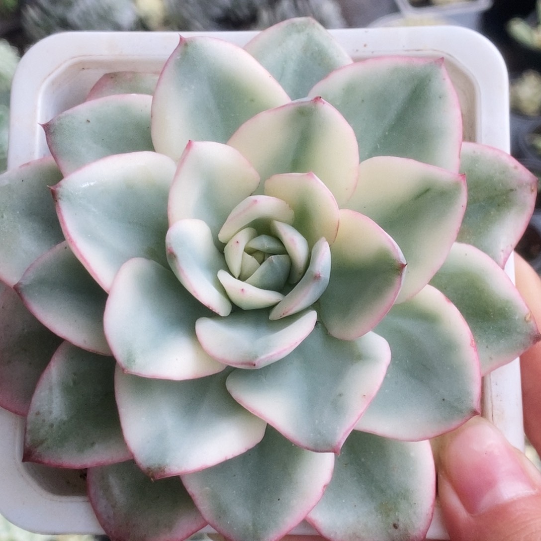 奶油黄桃锦锦锦锦锦锦锦