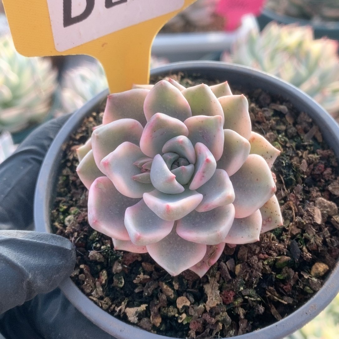 285红粉佳人锦锦