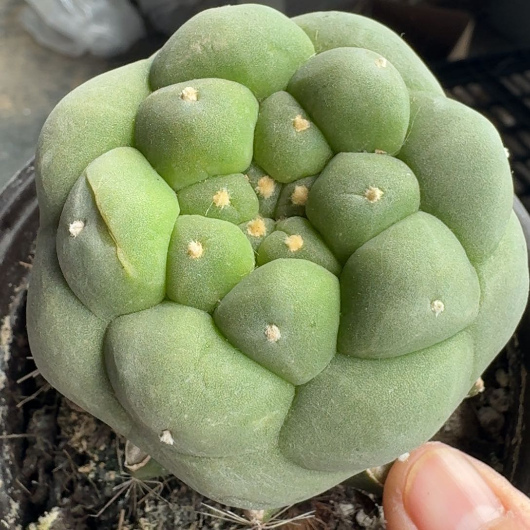 【闪购商品】大尤鲜816