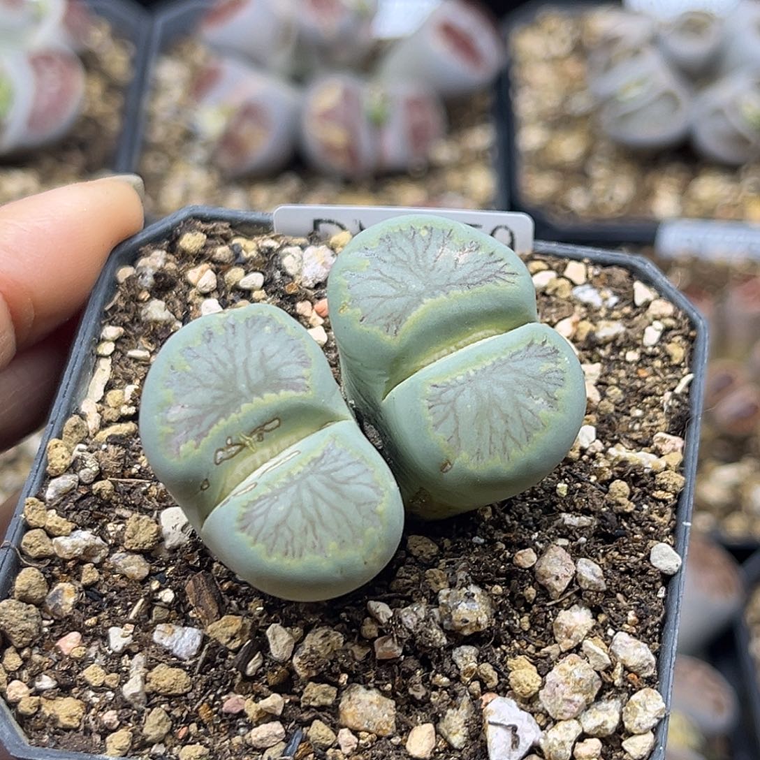 一物一拍菊母本2259蓝
