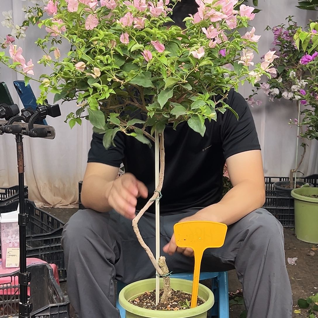 恭***√当前无花栽培后可以开花H.86魔法