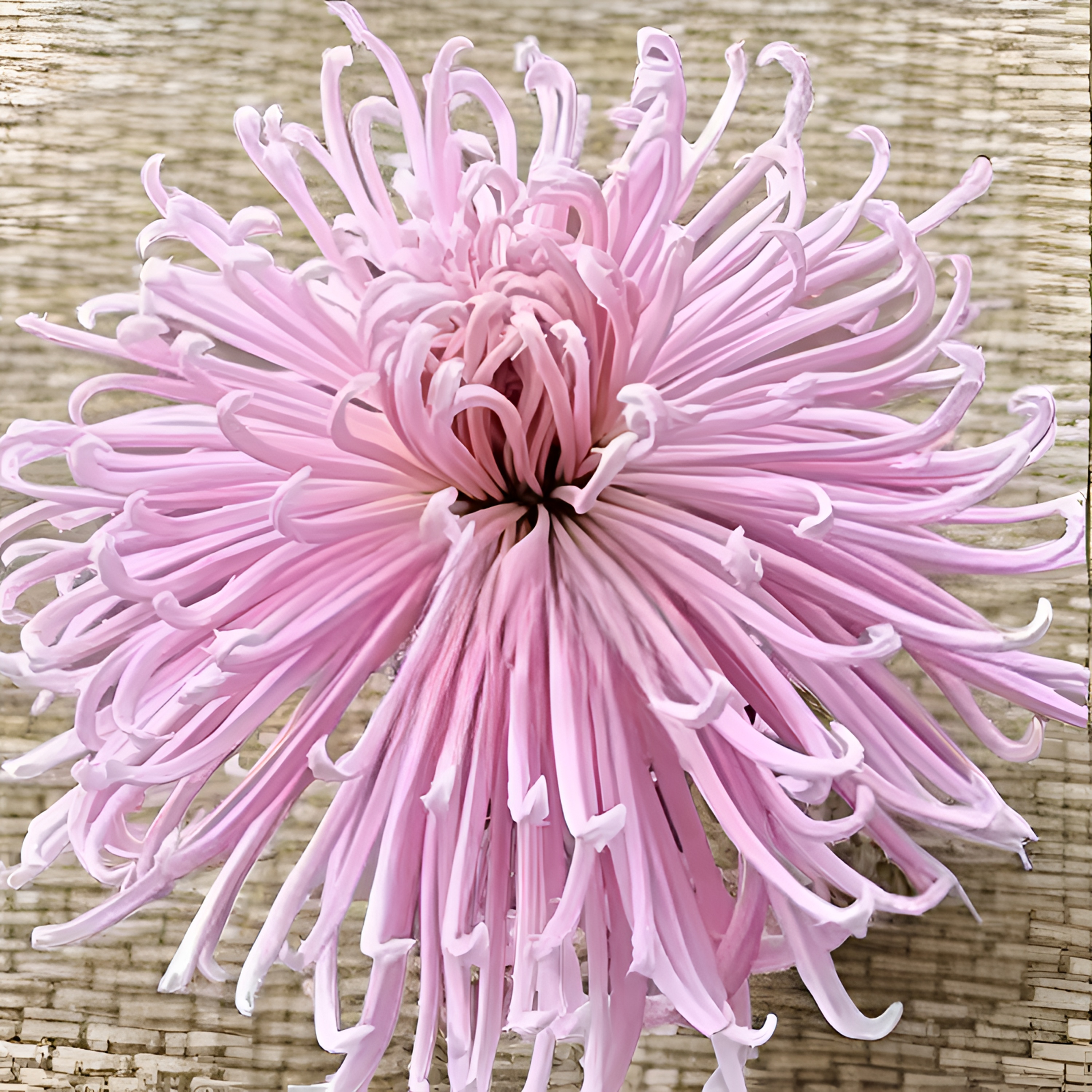 绿植盆栽大菊（灯下舞娘）花苗盆栽适合室内外庭院阳台种植花卉