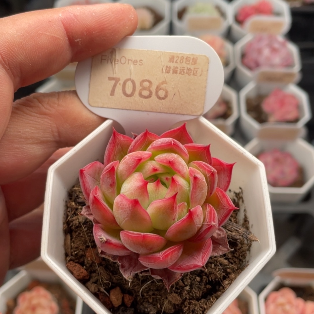 红媚7086-4.5厘米