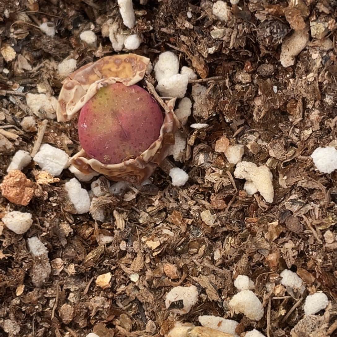 9-122嘴多肉植物肉锥