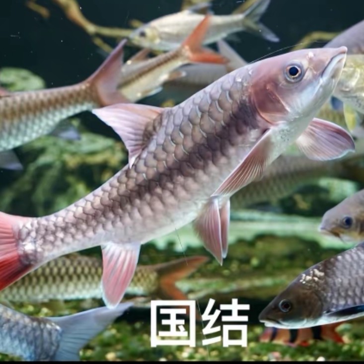 异口蓝吉罗（运费）