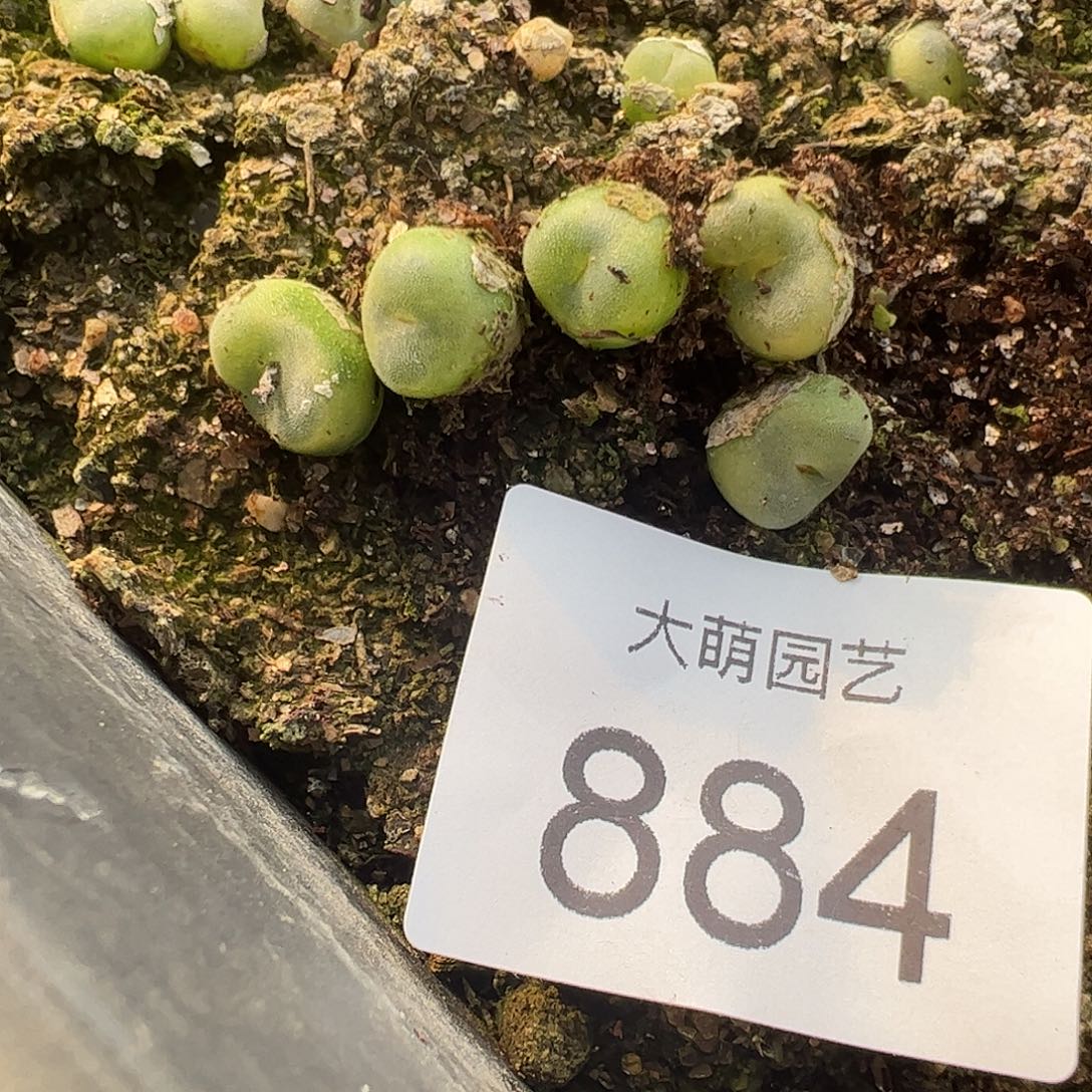 0000884量拍芬妮水晶鞋 5颗