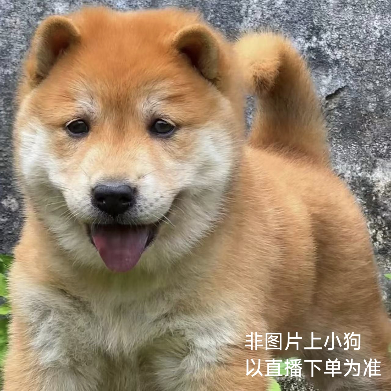 [广西阿信]中华田园犬广西土猎土松