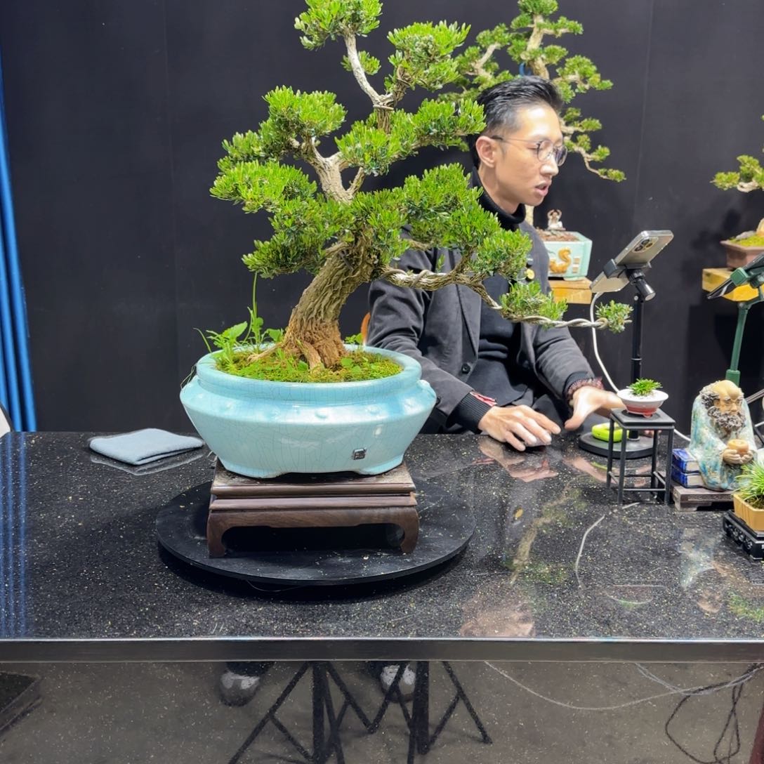 天**子黄杨室内室外盆景艺术