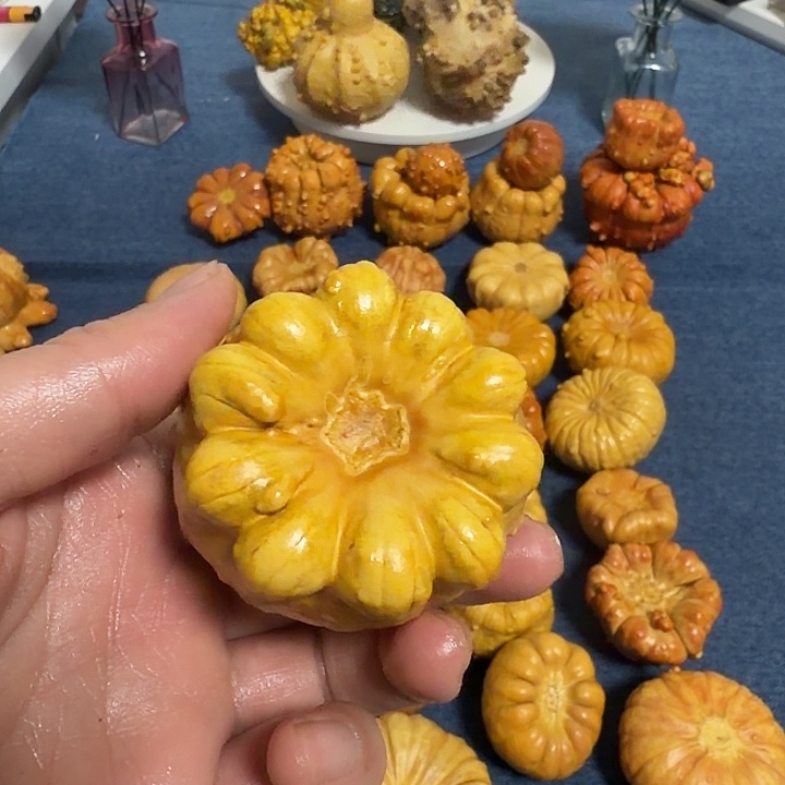 满***星墨西哥七彩疙瘩葫芦瑕疵不退货