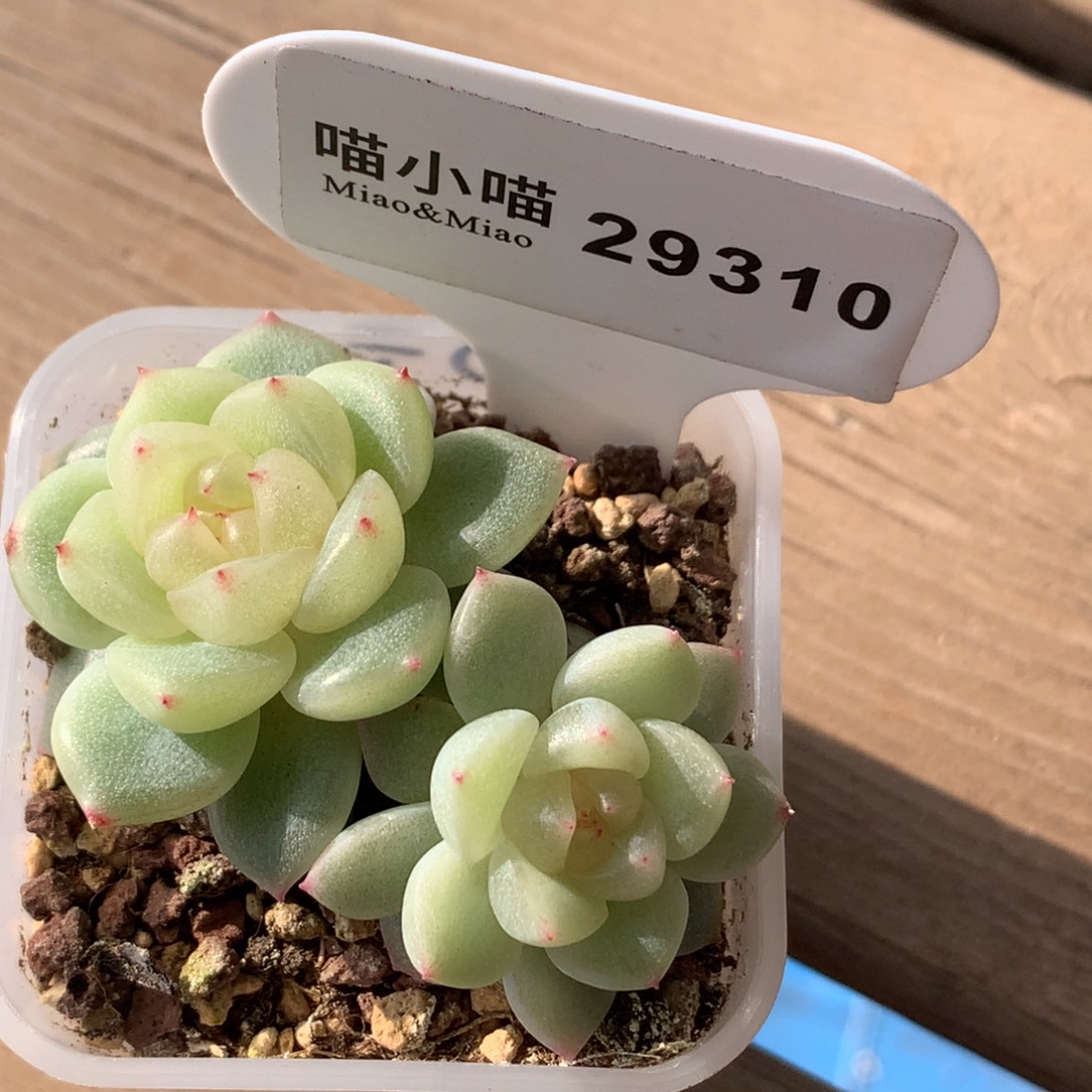 小***新多肉植物杂交珍妮