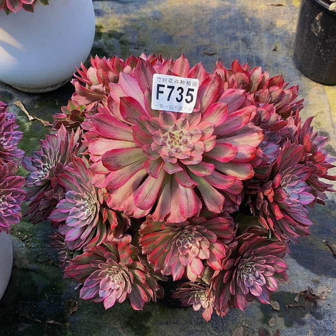 735夕颜一棵偏头