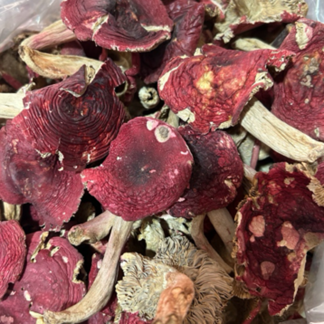 云南野生红菇规格齐全包邮价