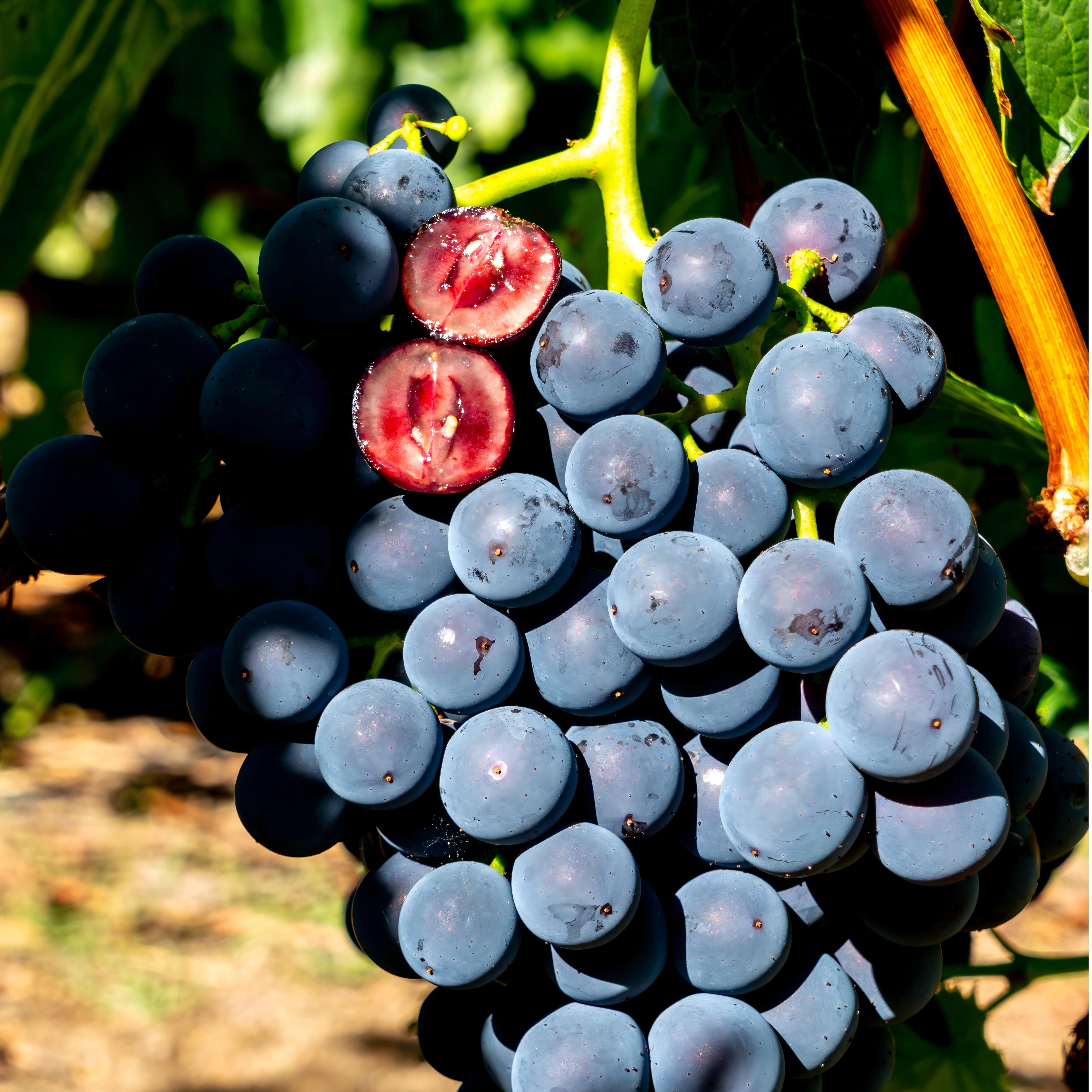 【西藏·桑日】红心葡萄 3600m超高海拔露天种植  花青素含量高 无核