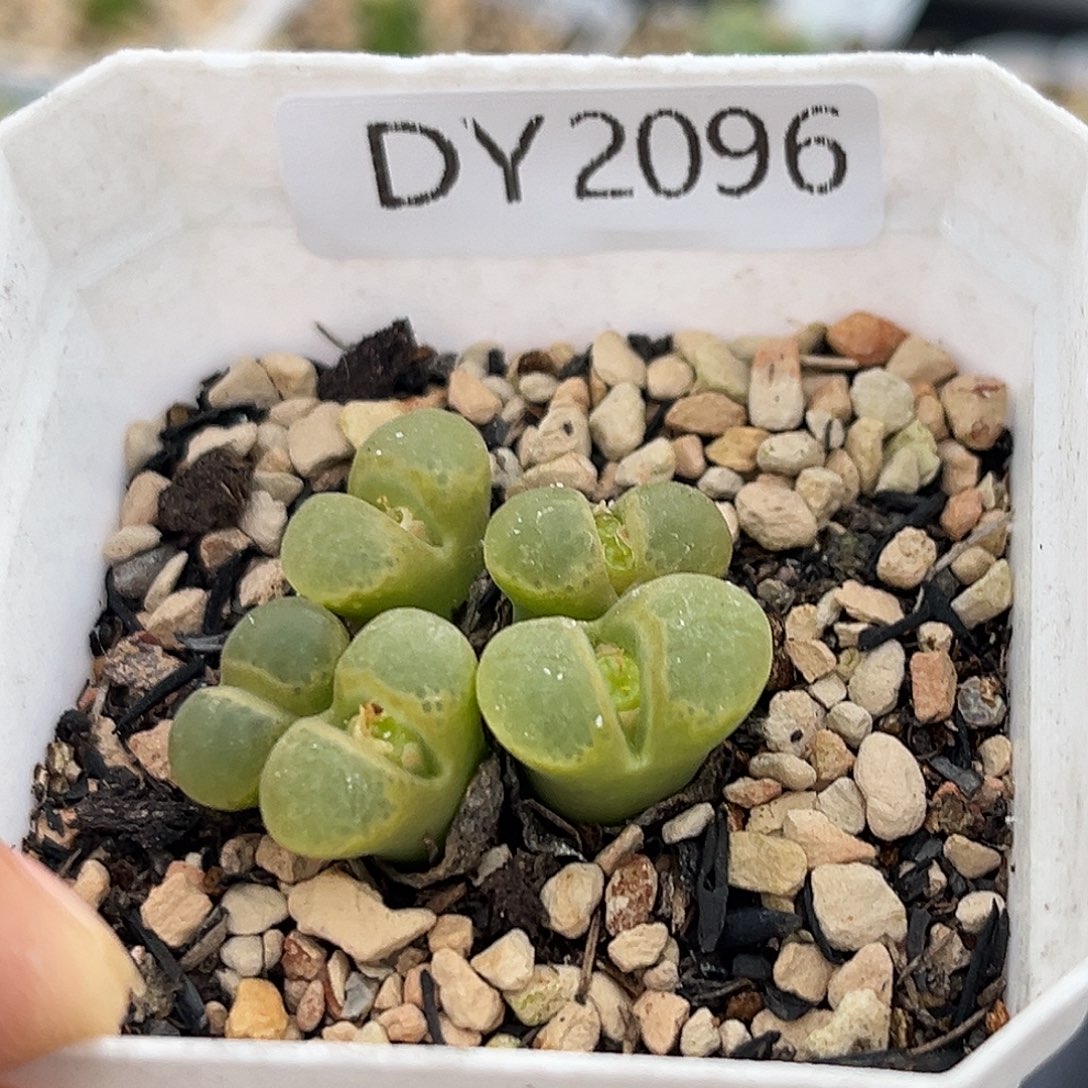 一物一拍风铃2096樱粉1453.9