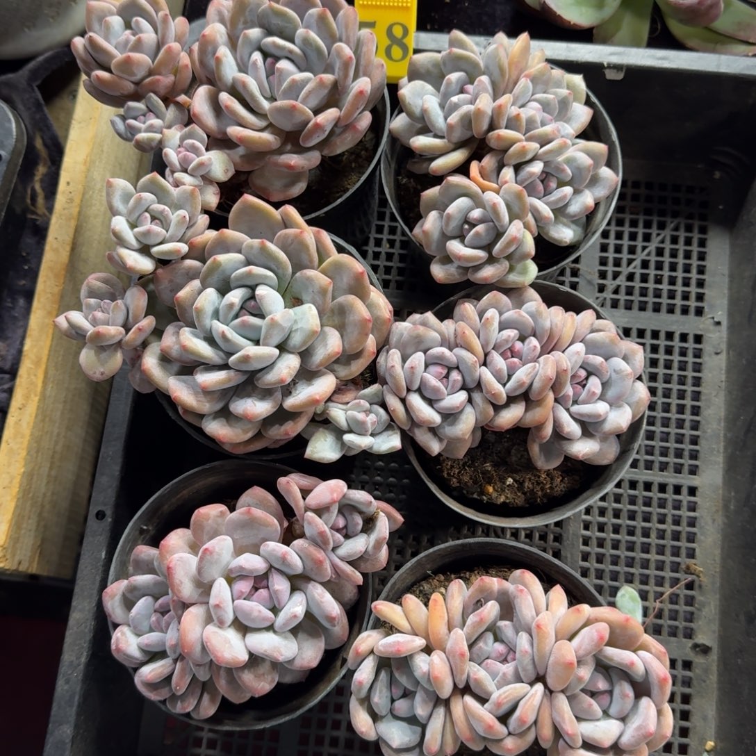 香橙6颗带盆发58号