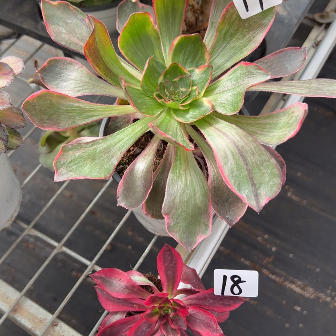 1718恶魔之眼樱桃25多肉