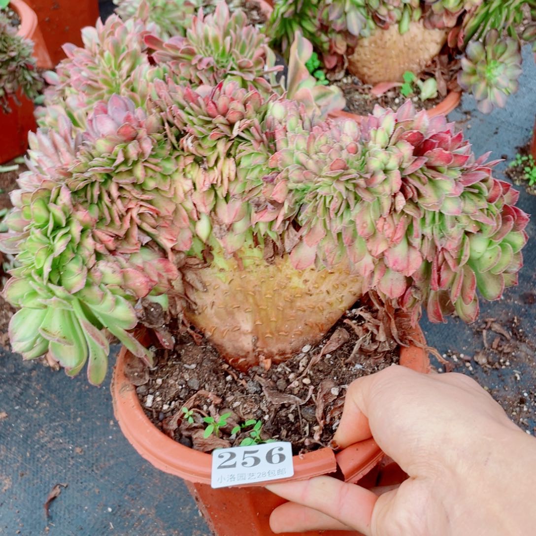 256号抹茶缀化多肉植物法师