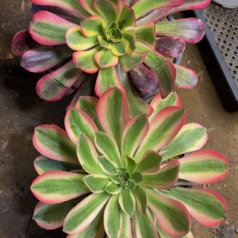 两盆多肉植物5205