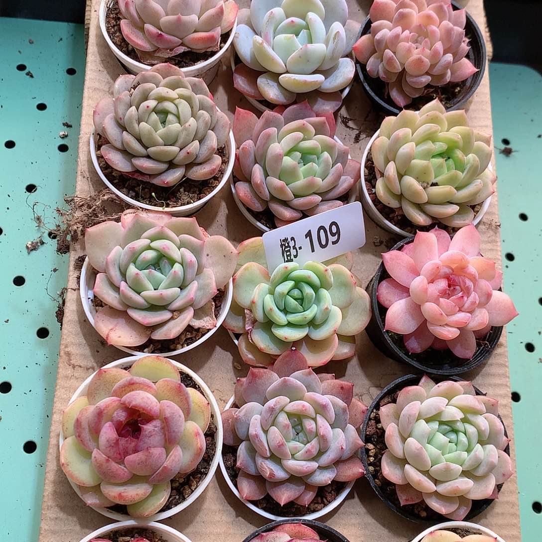 3-109一物一拍带盆18颗