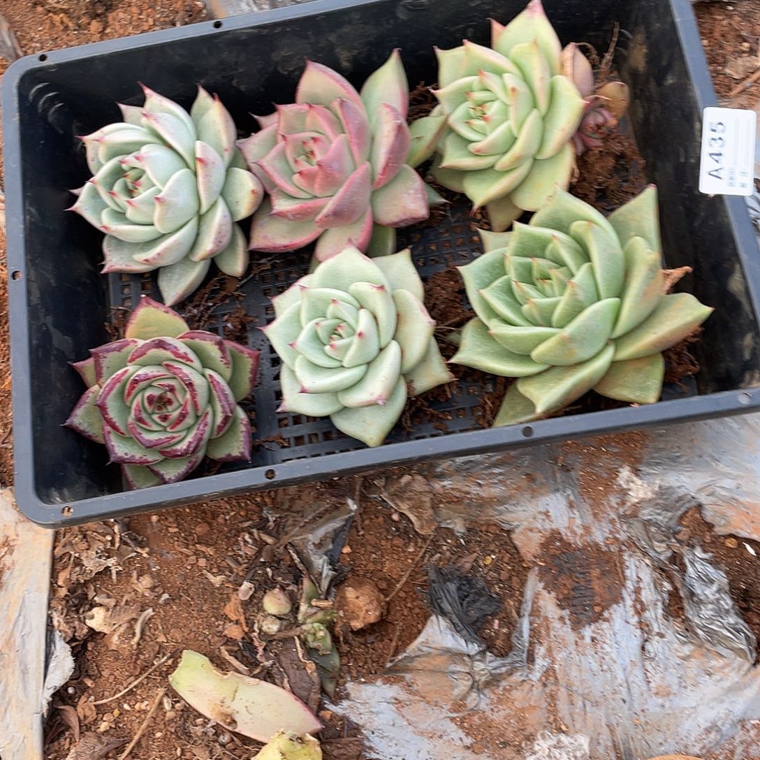 若如多云单拍A435