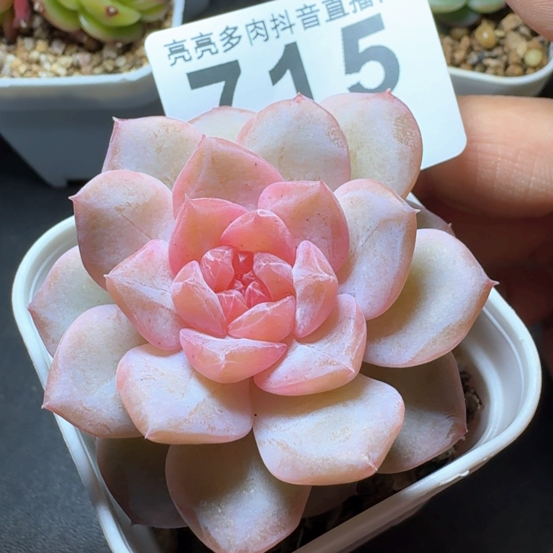 福利         多肉植物