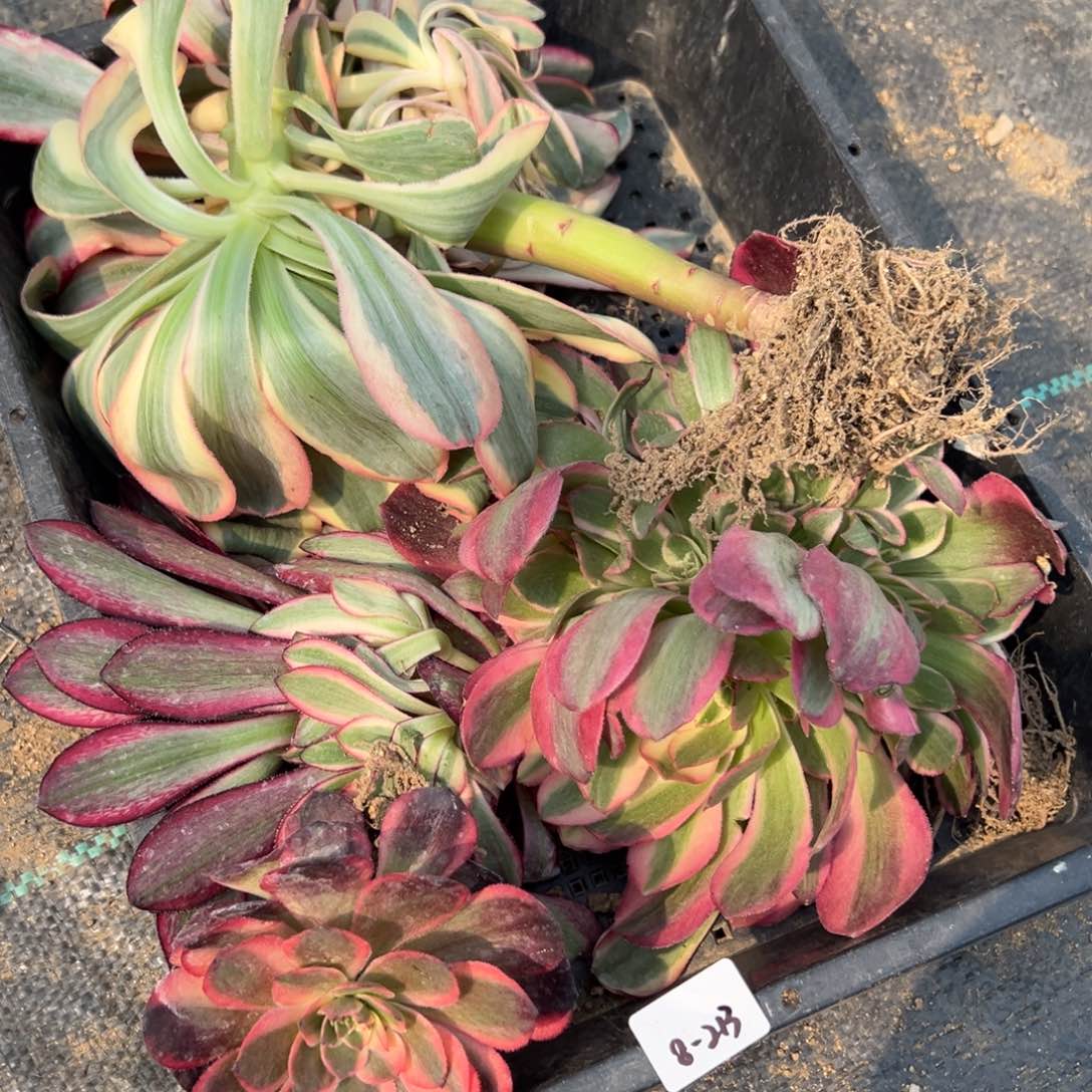 213筐多肉多肉多肉多肉