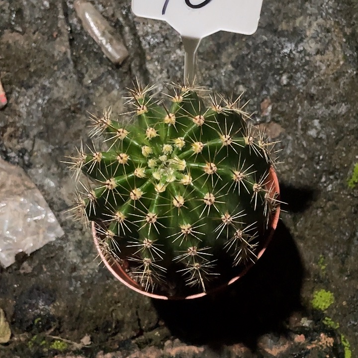 用***0276号实生彩草带盆