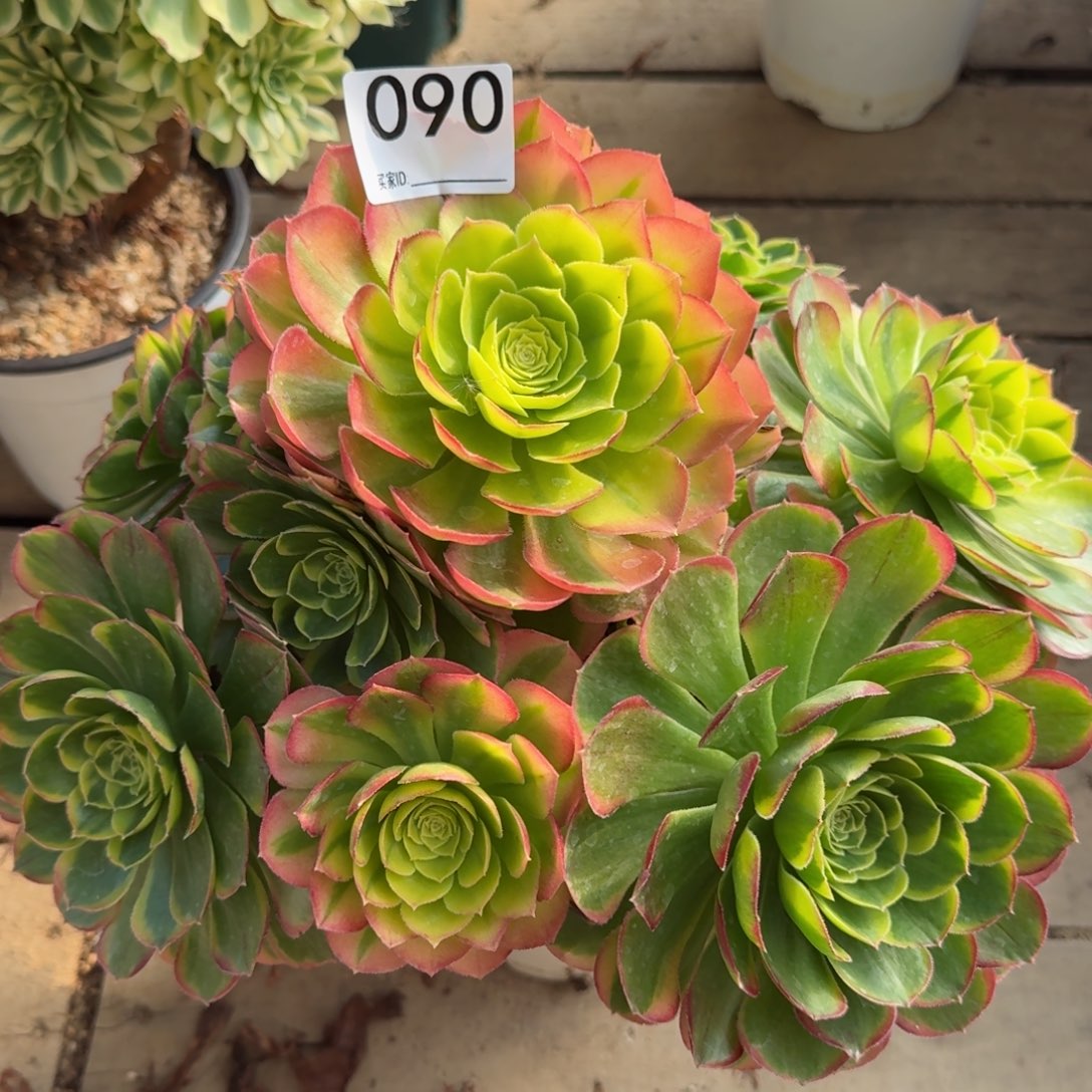 【闪购商品】090多肉