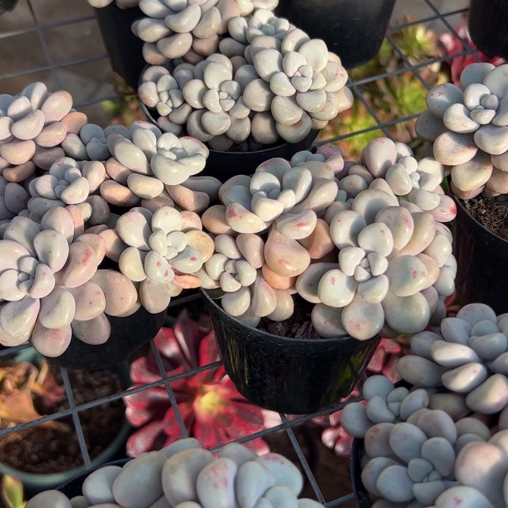 新疆包邮 艾伦群