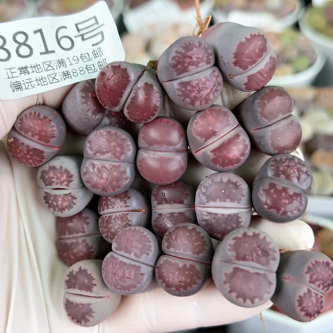 8816三年紫混20颗1.6cm