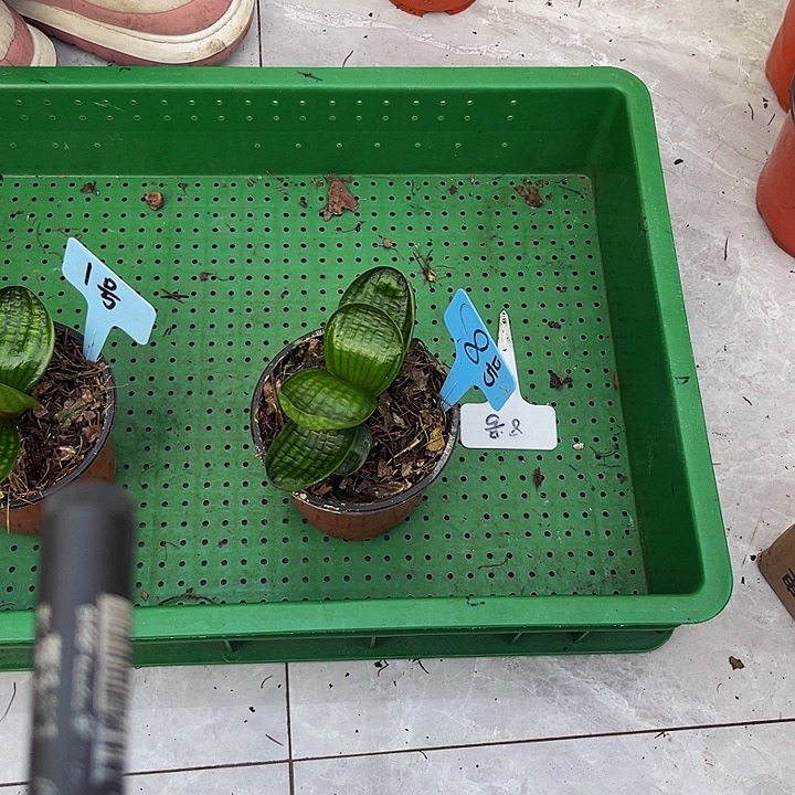 完全开放娃娃十级