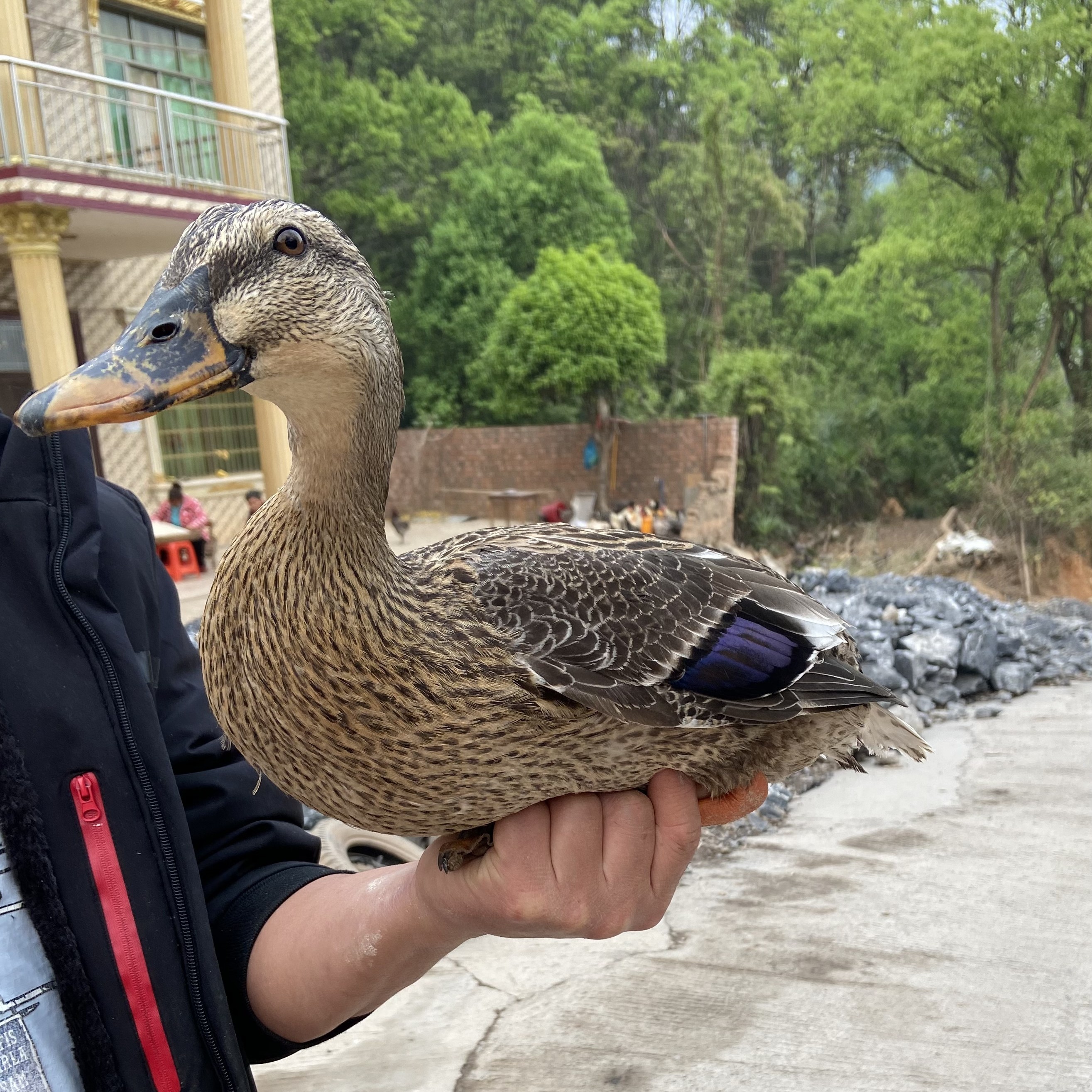 纯放养稻田5个月斑嘴鸭，飞天鸭