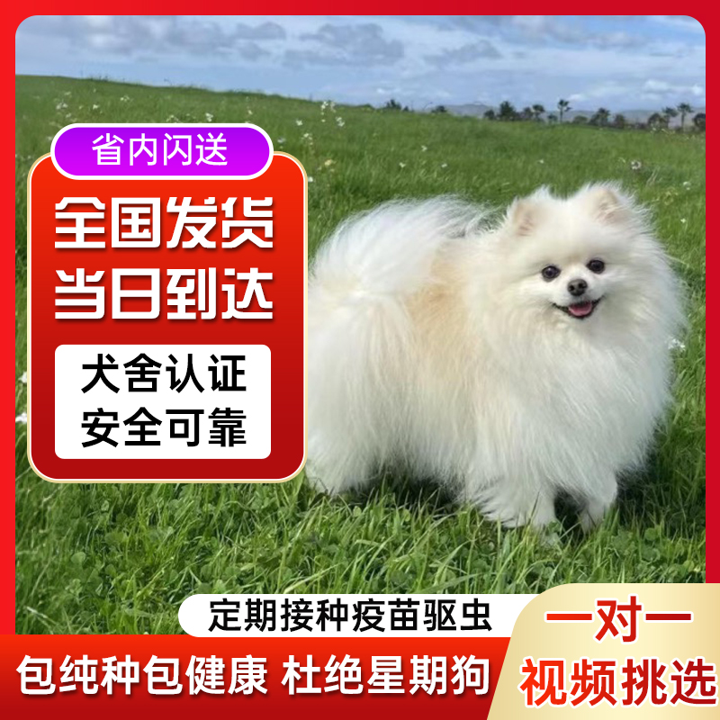 纯种博美幼犬茶杯犬小型犬不掉毛小体宠物活体