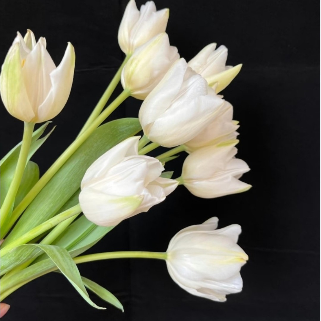 （白王子）郁金香清纯高级满满艺术感东北郁金香产地顺丰包邮
